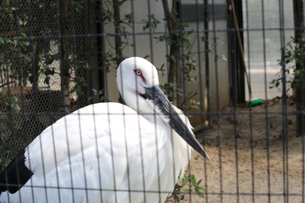 コウノトリ