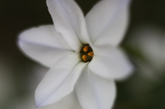 花咲く季節　春