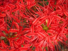 紅