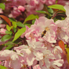 Primavera