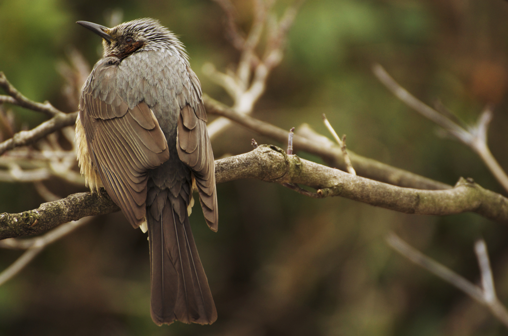 Bulbul