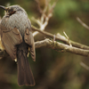 Bulbul