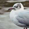 Gull
