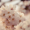 Primavera