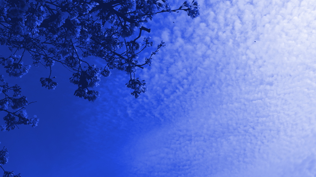 空青く、染まる桜　Hungary