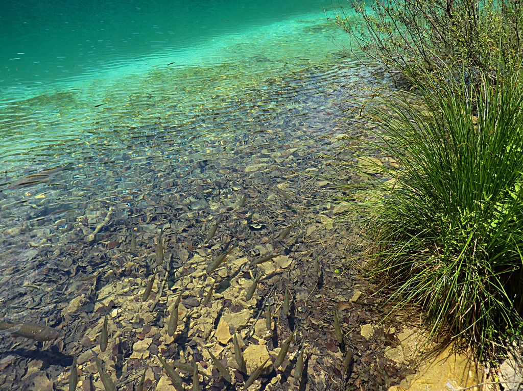 初夏のプリトヴィッチェ　Croatia Plitvice Lakes 