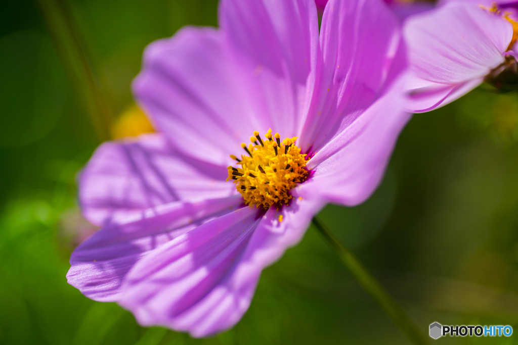 秋桜