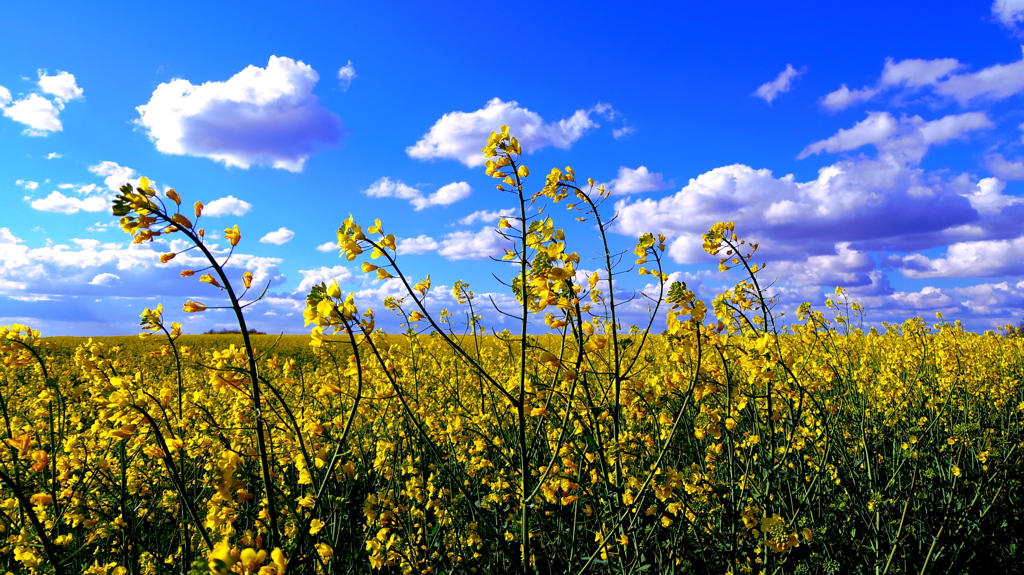 菜の花と雲　Hungary