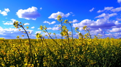 菜の花と雲　Hungary