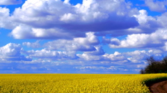 大空に続く菜の花畑　Hungary