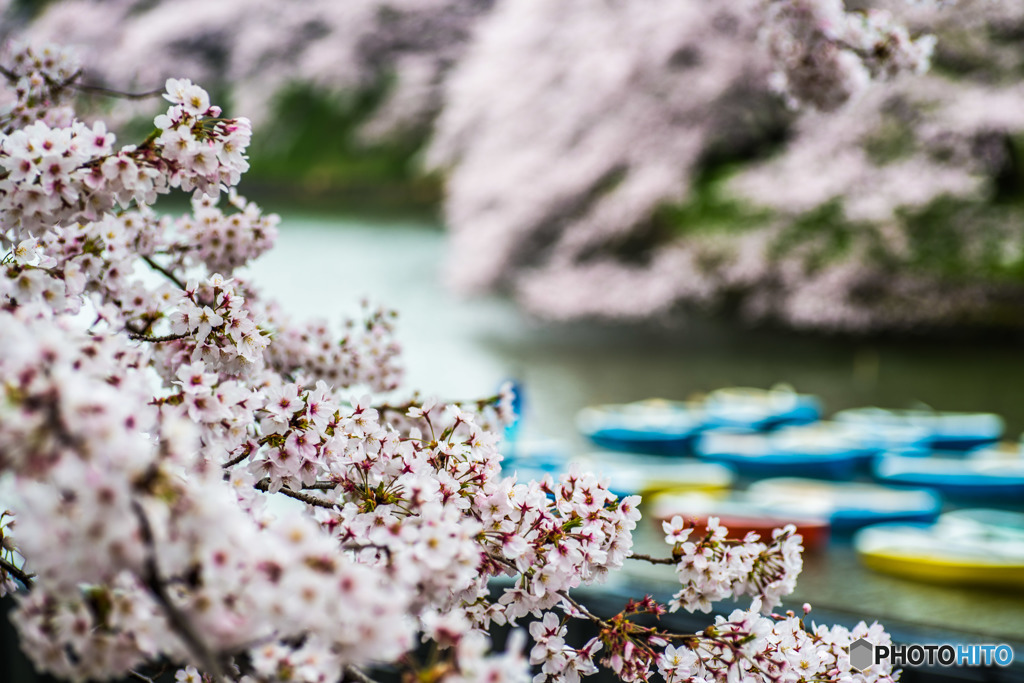 桜　花曇り
