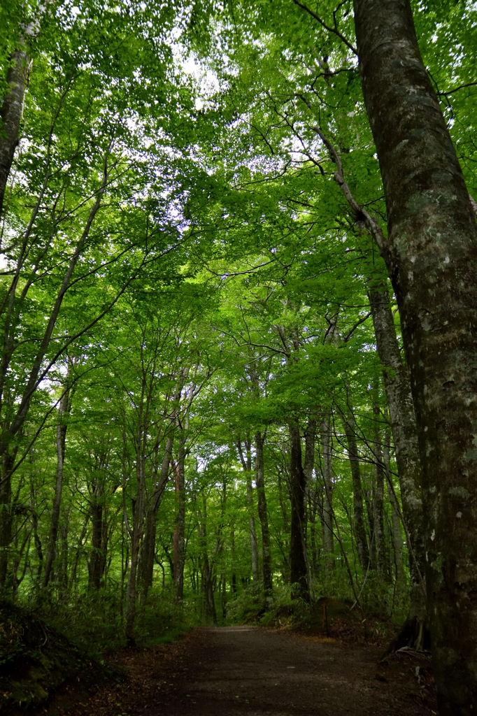 白神山地　十二湖