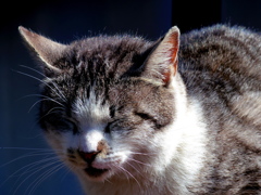 眠り猫　Hungary