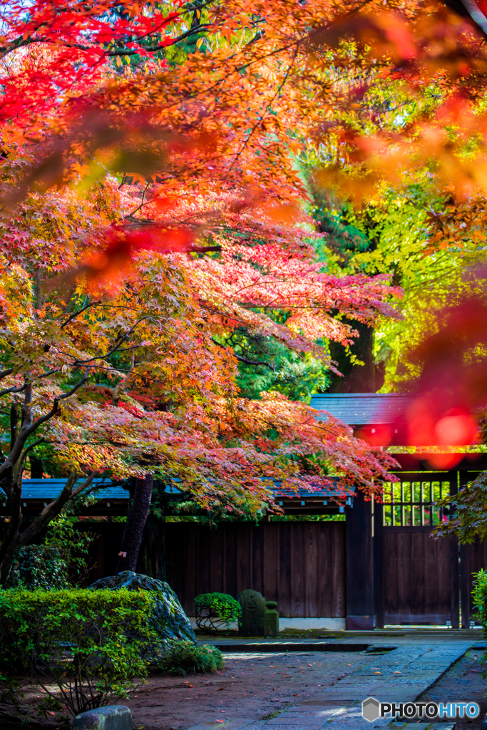 紅葉　採光