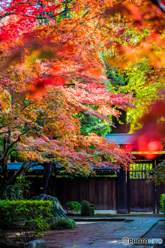 紅葉　採光