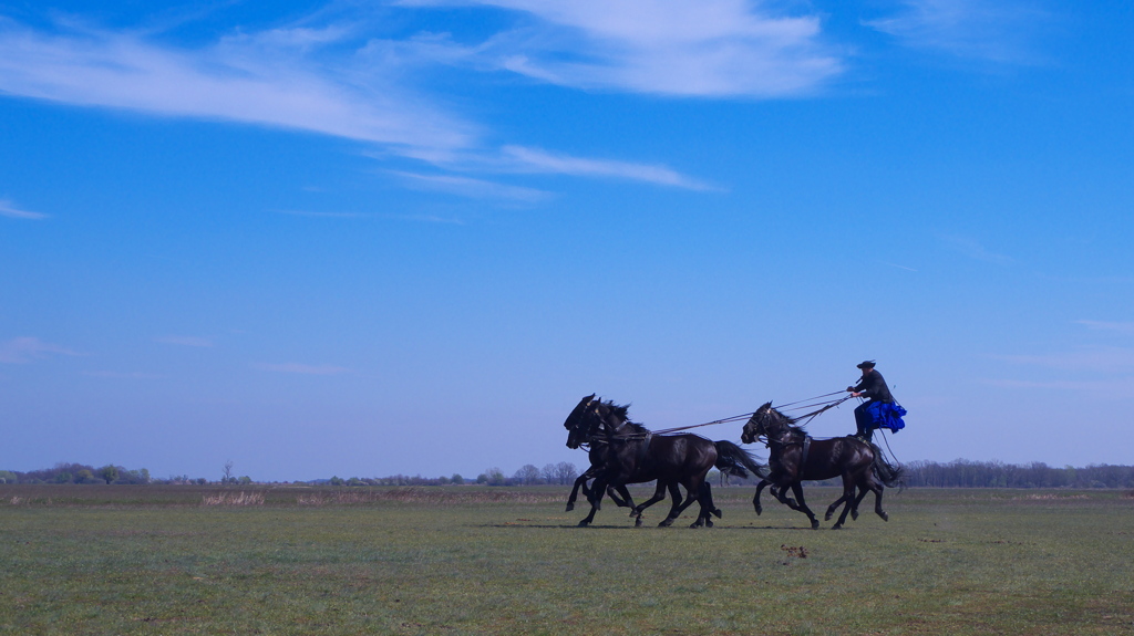 疾走　五連馬　馬術　Hungary Hortobagy