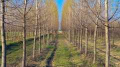 樹木畑　Hungary