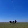 大平原　五連馬　馬術　Hungary Hortobagy