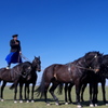 五連馬　馬術　Hungary Hortobagy