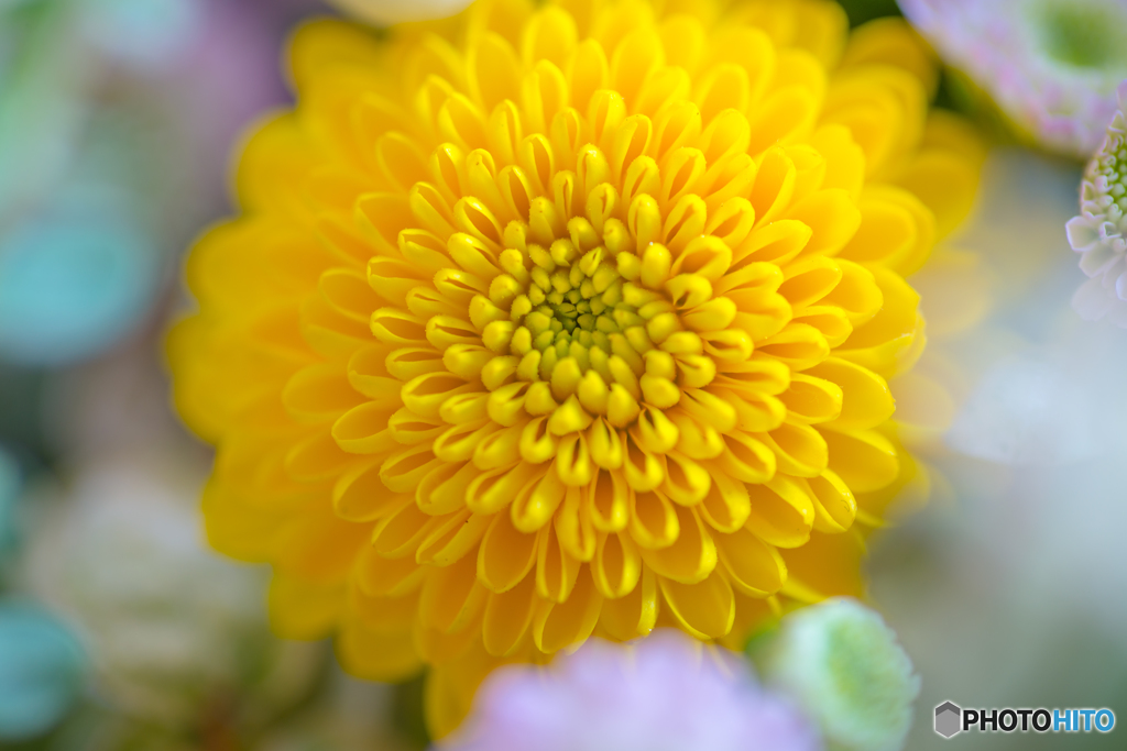 Chrysanthemum