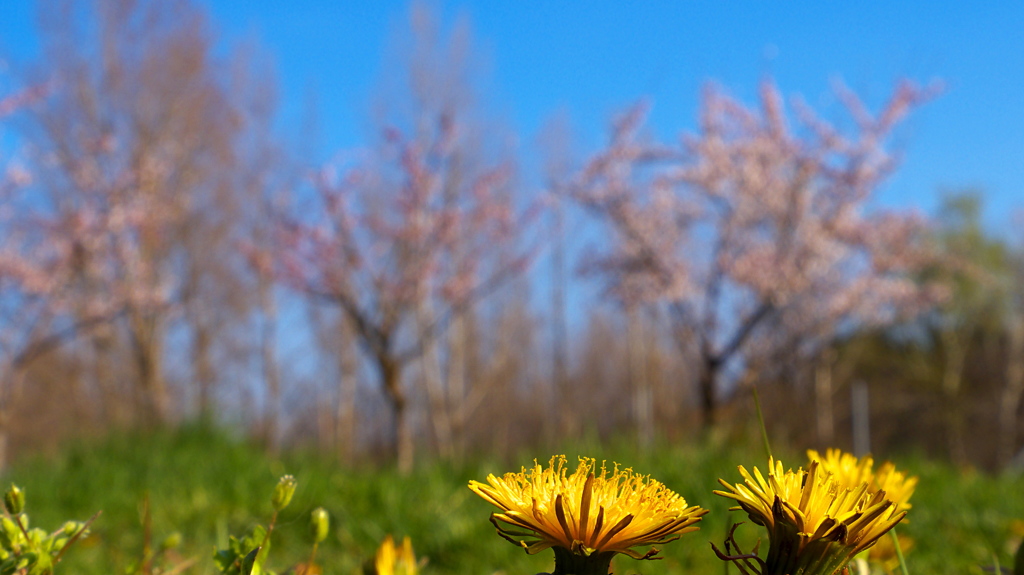 たんぽぽと桜　Hungary