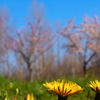 たんぽぽと桜　Hungary