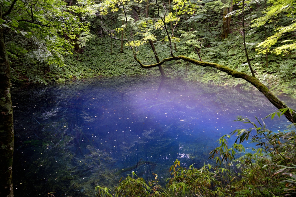 白神山地　十二湖