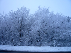 霧氷　2010年2月　Hungary
