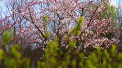 新芽と桜　Hungary