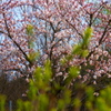 新芽と桜　Hungary