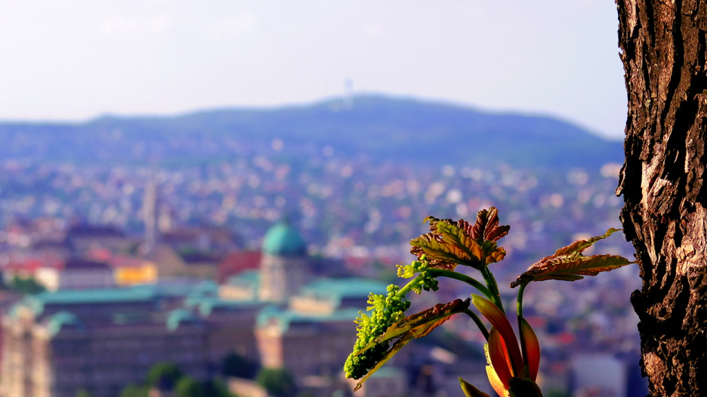 新葉　Budapest