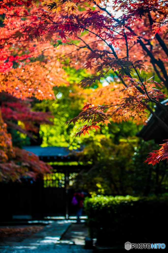 紅葉　採光