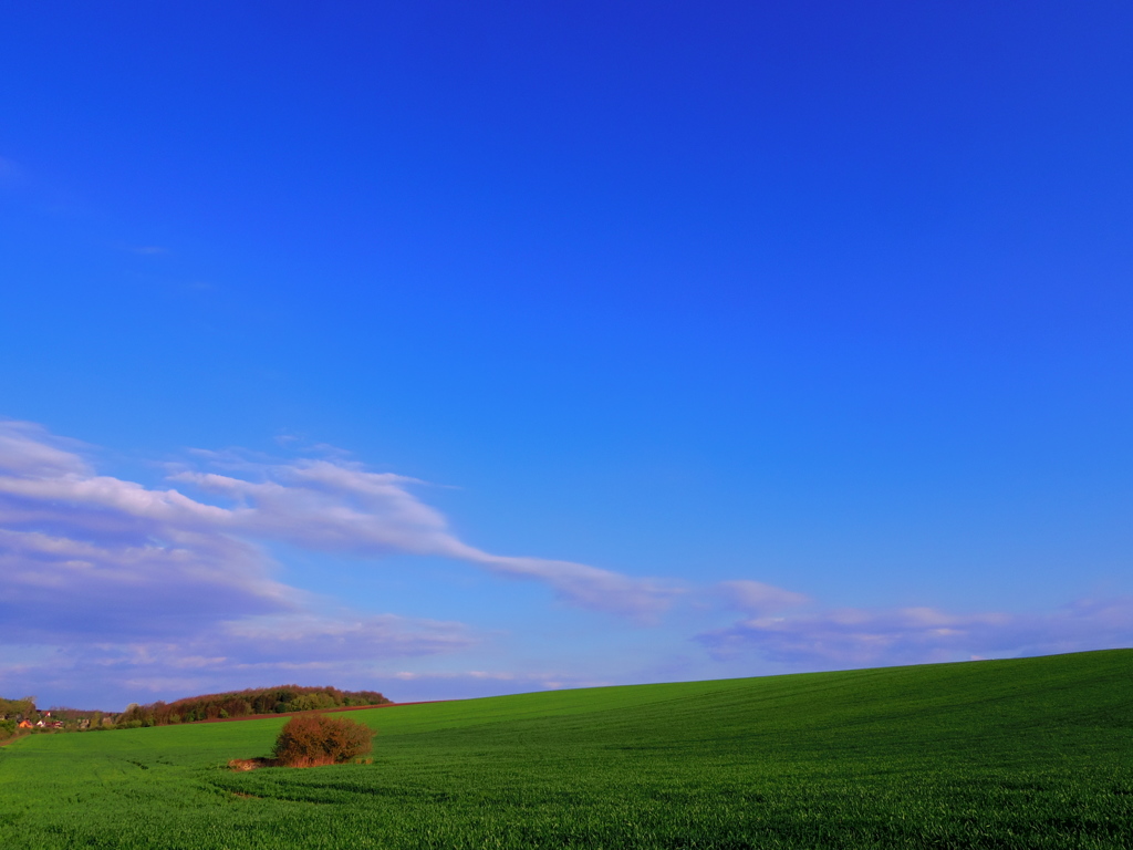 大地に続く麦畑　Hungary