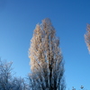 霧氷　2012年12月　Hungary
