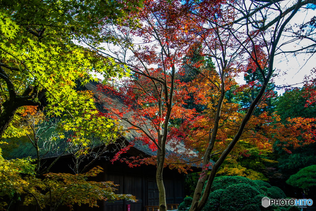 紅葉　彩り