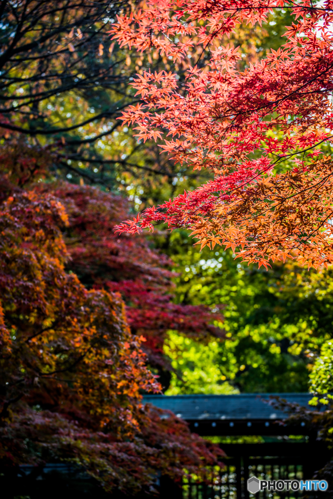 紅葉　採光