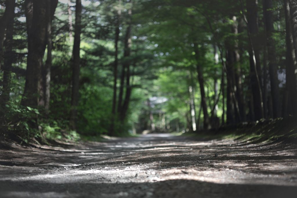 a path through the woods