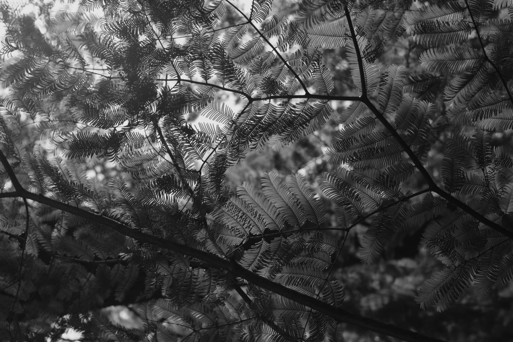 fingerprint