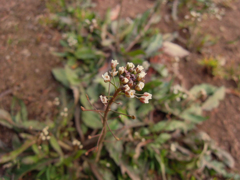 DSCN0041