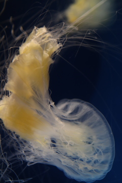 jellyfish
