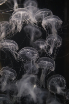 jellyfish_7