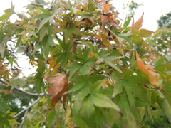 紅葉ももうすぐ