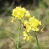 どんどん花の蜜を集める春