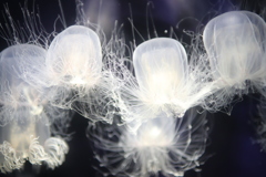 jellyfish_5