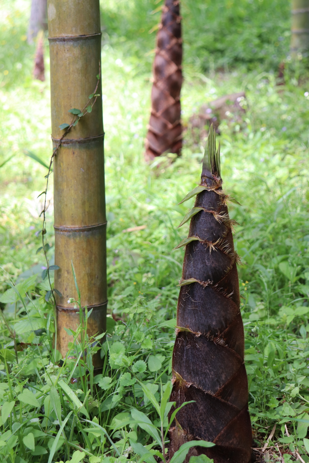 タケノコにょきにょき。