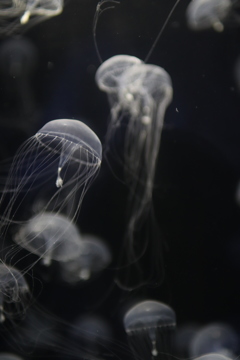 jellyfish_6