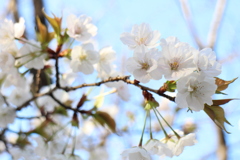 白い桜