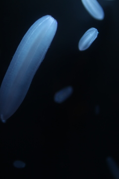 jellyfish_3