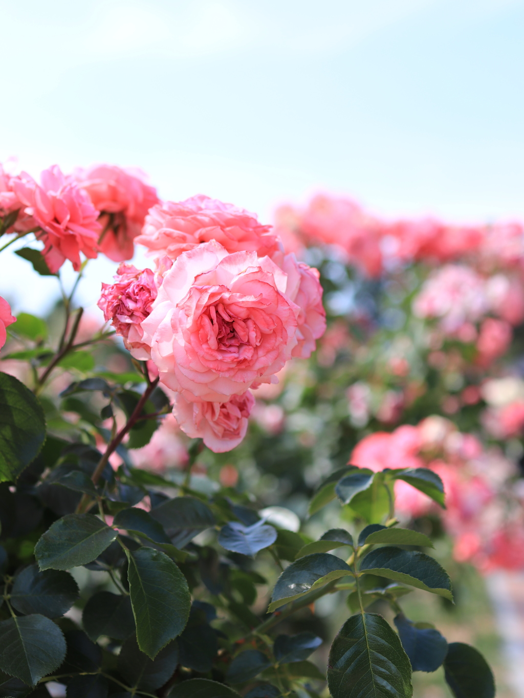 Pink Rose