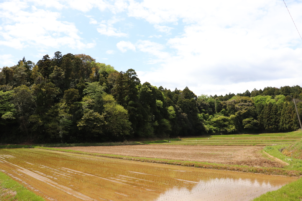 田植えも終わったね。